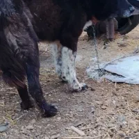 سگ قهدریجان