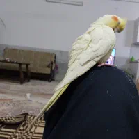 عروس هلندی گمشده