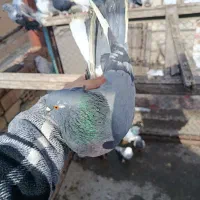 فروشی|پرنده|نقده, |دیوار