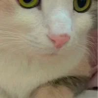 پانسیون خانگی گربه