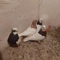 سلام کبوتر ها همش سالمند واکسن خورده|پرنده|ملکان, |دیوار