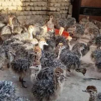 جوجه شتر مرغ