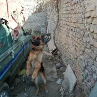 سگ ژرمن|سگ|چناران, |دیوار