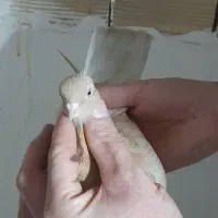 کبوتر ساری قسا دیمدیح  و‌‌  لوتی قسادیمدیح