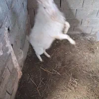 بز سانن|حیوانات مزرعه|پاکدشت, خاتون آباد|دیوار