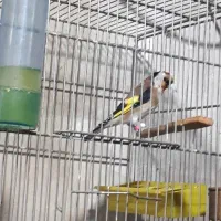 سهره نر سال