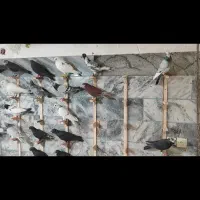 کبوتر راه دور رسید