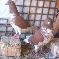 کبوتر