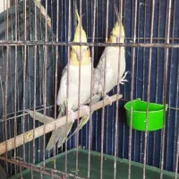 عروس هلندی و فنج کینگ|پرنده|الوند, |دیوار