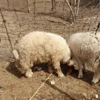 گوسفند فروشی