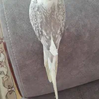 طوطی عروس|پرنده|گنبد کاووس, |دیوار