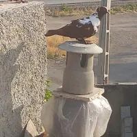 ککیلی مایا ساتیام
