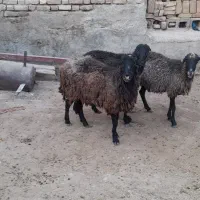 میش بیابانی