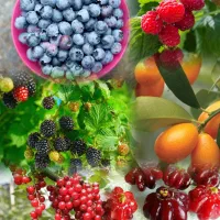 فروش نهال های خاص و کمیاب