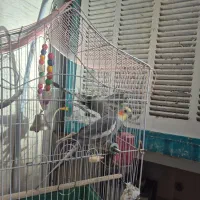 عروس هلندی|پرنده|کهریزک, |دیوار