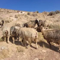 شیشک و میش|حیوانات مزرعه|شیراز, احمدآباد|دیوار