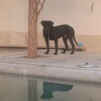 کن کورسو