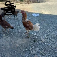 ۱ خروس ۲ عدد مرغ چابهار ی|حیوانات مزرعه|کهنوج, |دیوار