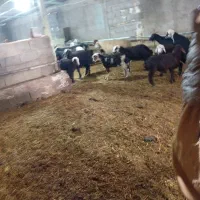 شیر گوسفندی