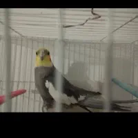 عروس هلندی آهویی نر