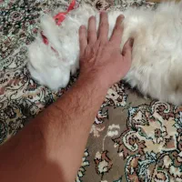 واگذاری گربه پرشین|گربه|کرج, عظیمیه|دیوار