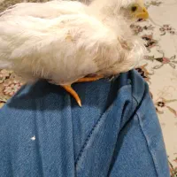 یک عدد جوجه دوماه ونیمه  ویک عددلانه عروس هلندی