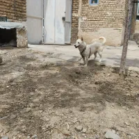 سگ گرگی سالم به شرط زایمان دهی دندون ها سالم