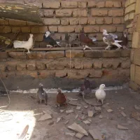 کفتر|پرنده|قم, شهر قائم|دیوار