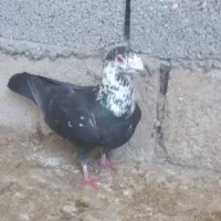 کبوتر نر کشکی