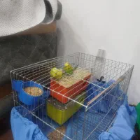 مرغ عشق|پرنده|جوانرود, |دیوار