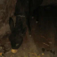 فروش الاغ مادیان جوان یک ونیم ساله درمرند|حیوانات مزرعه|مرند, |دیوار