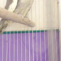 عروس هلندی ماده|پرنده|کرمان, |دیوار