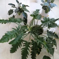 گل طبیعی با گلدون|گل و گیاه طبیعی|گرگان, |دیوار