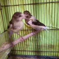 دو عدد جوجه قناری نر و ماده ۲ ماهه درشت کشیده
