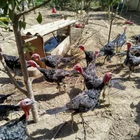 فروشی|حیوانات مزرعه|همدان, |دیوار