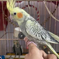 عروس هلندی (نر)|پرنده|ری, علایین|دیوار