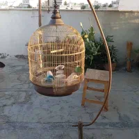 قفس پرنده|لوازم جانبی حیوانات|اصفهان, مارچین|دیوار