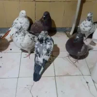 کبوتر|پرنده|معصومیه, |دیوار