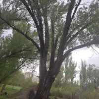 خریدار انواع چوب