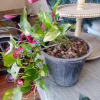 گل های نخل خرما.بید.گندمی.الوورا.کاکتوس|گل و گیاه طبیعی|تهران, نظام‌آباد|دیوار