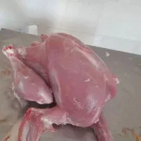 گوشت بوقلمون