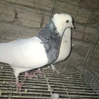 کفتر طوقی الماسی