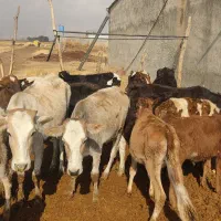 گوساله ماده محلی ۲۲راس|حیوانات مزرعه|کوهدشت, |دیوار