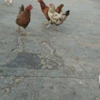 مرغ و جوجه