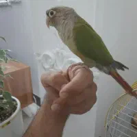 قبول سرپرستی پرندگان شما|پرنده|نوشهر, |دیوار