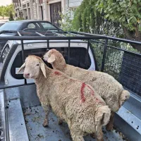 گوسفند زنده ....