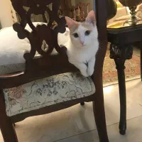 واگذاری گربه دی اس اچ|گربه|تهران, پاسداران|دیوار