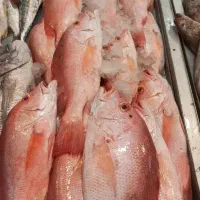 ماهی میگو دریایی از اهواز|ماهی|اصفهان, شهشهان|دیوار