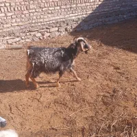 بز  چاق|حیوانات مزرعه|بیرجند, |دیوار