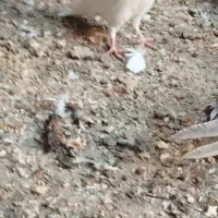 ۴ عدد کبوتر باهم برای نو بازی|پرنده|مشهد, شهید رضوی|دیوار